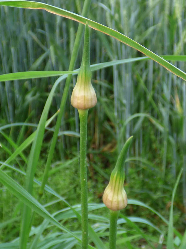 Allium vineale